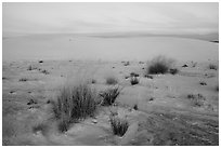 Little Bluestem and Alkali Sacaton grasses between dunes at sunset. White Sands National Park ( black and white)