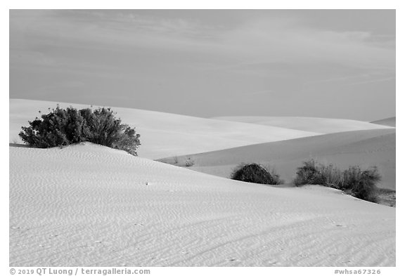Srubs in dune field. White Sands National Park (black and white)