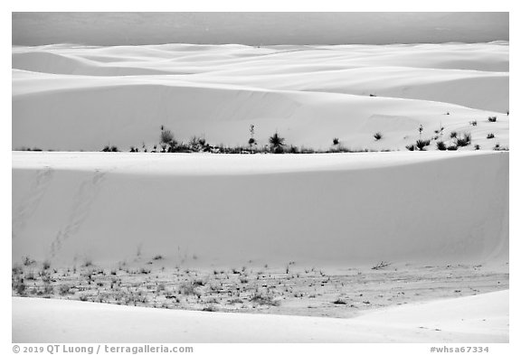 Dune ridges and dune vegetation. White Sands National Park (black and white)