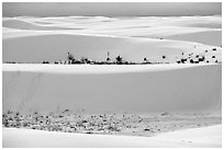 Dune ridges and dune vegetation. White Sands National Park ( black and white)