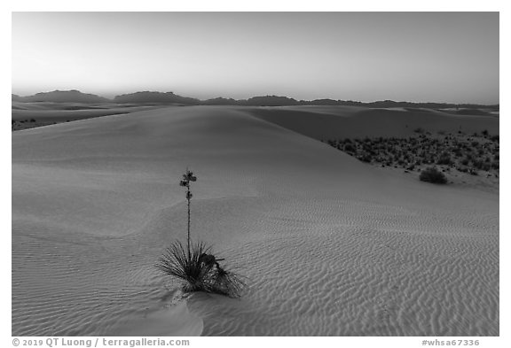 Dunes and soaptree Yucca in autumn at sunset. White Sands National Park (black and white)