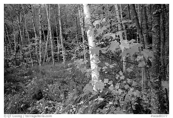 Autumn forest scene with white birch and red maples. Acadia National Park (black and white)