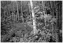 Autumn forest scene with white birch and red maples. Acadia National Park, Maine, USA. (black and white)