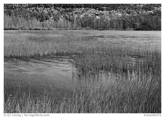 Reeds in pond with trees in fall foliage in the distance. Acadia National Park (black and white)