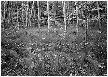 Grasses with fallen leaves and birch forest in autumn. Acadia National Park, Maine, USA. (black and white)