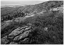 Shrubs in autumn color and granite slabs on Cadillac mountain. Acadia National Park, Maine, USA. (black and white)