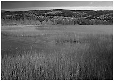 Reeds, pond, and hill with fall color. Acadia National Park, Maine, USA. (black and white)