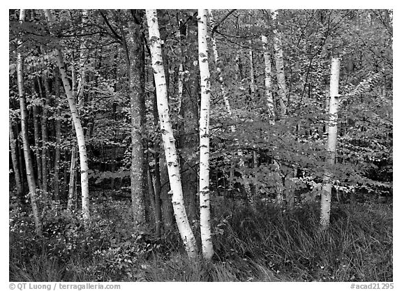 White birch trees, orange and red maple trees in autumn. Acadia National Park (black and white)