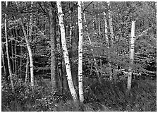 White birch and maples in autumn. Acadia National Park, Maine, USA. (black and white)