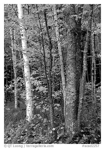 Bouquet of trees in fall colors. Acadia National Park (black and white)