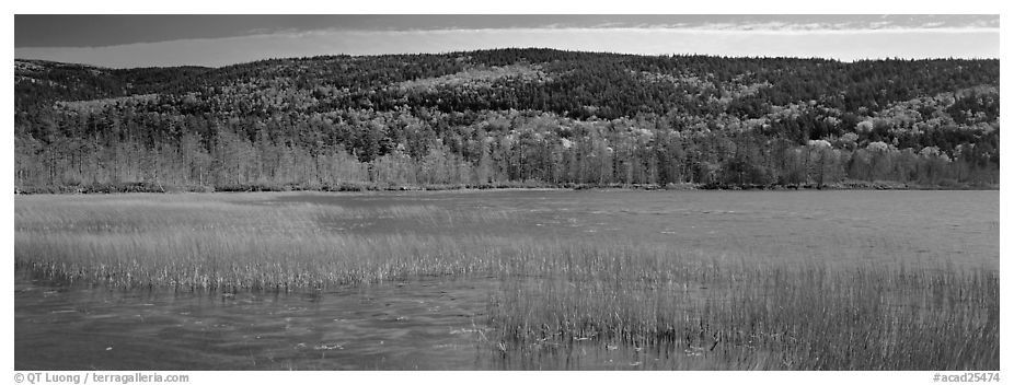 Marsh and hill in autumn foliage. Acadia National Park (black and white)