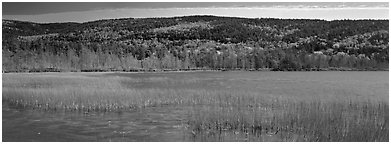 Marsh and hill in autumn foliage. Acadia National Park (Panoramic black and white)