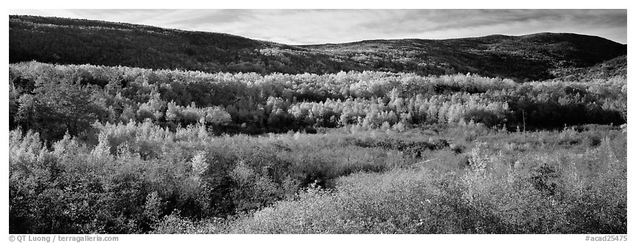 Forest landscape in the fall. Acadia National Park (black and white)