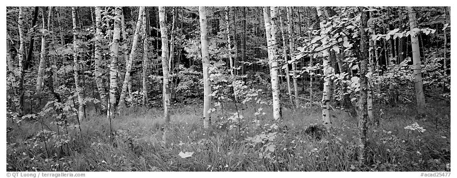 Forest in autumn. Acadia National Park (black and white)