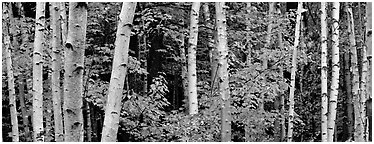 White birch trees and orange-colored maple leaves in autumn. Acadia National Park (Panoramic black and white)
