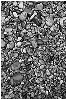 Pebbles of various sizes and colors. Acadia National Park, Maine, USA. (black and white)