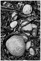 Pebbles and seaweeds. Acadia National Park, Maine, USA. (black and white)