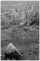 Pond in the rain with trees in fall foliage. Acadia National Park ( black and white)