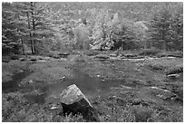 Pond in rainy weather and trees in autumn foliage. Acadia National Park ( black and white)