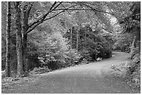 Carriage road. Acadia National Park, Maine, USA. (black and white)