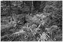 Forest undergrowth in autumn. Acadia National Park, Maine, USA. (black and white)