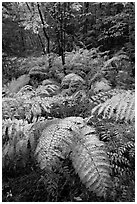 Moving ferns in autumn colors. Acadia National Park, Maine, USA. (black and white)