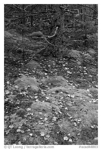 Moss, leaves, and tree. Acadia National Park (black and white)