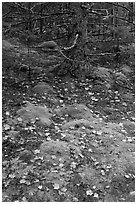 Moss, leaves, and tree. Acadia National Park, Maine, USA. (black and white)