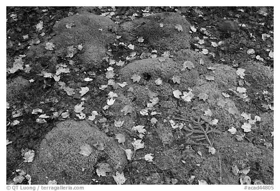 Green moss with red maple leaves. Acadia National Park (black and white)