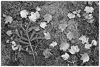 Pine brach, maple leaves, and moss. Acadia National Park, Maine, USA. (black and white)