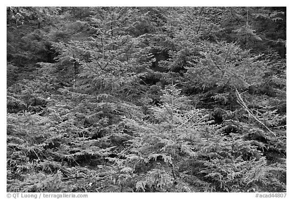 Young pine trees. Acadia National Park, Maine, USA.