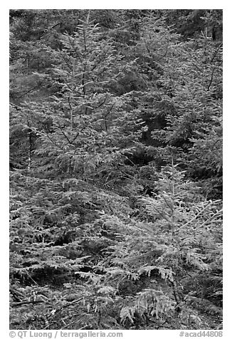 Pine saplings. Acadia National Park (black and white)