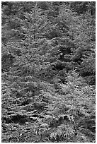 Pine saplings. Acadia National Park, Maine, USA. (black and white)