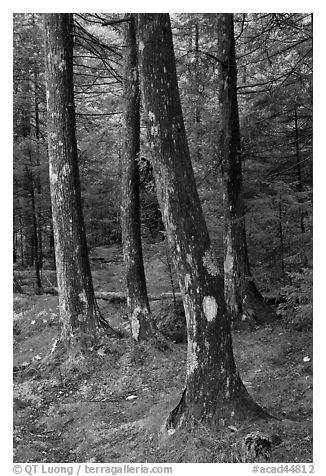 Trees and moss. Acadia National Park (black and white)