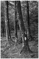 Trees and moss. Acadia National Park ( black and white)