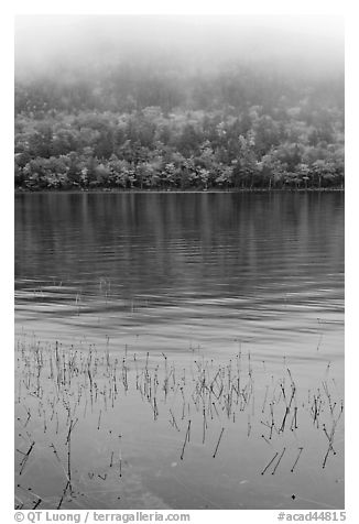 Reeds and hillside in fall foliage on foggy day. Acadia National Park (black and white)
