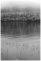 Reeds and hillside in fall foliage on foggy day. Acadia National Park, Maine, USA. (black and white)