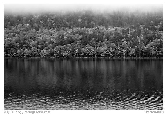 Trees in fall colors reflected in Jordan Pond. Acadia National Park (black and white)
