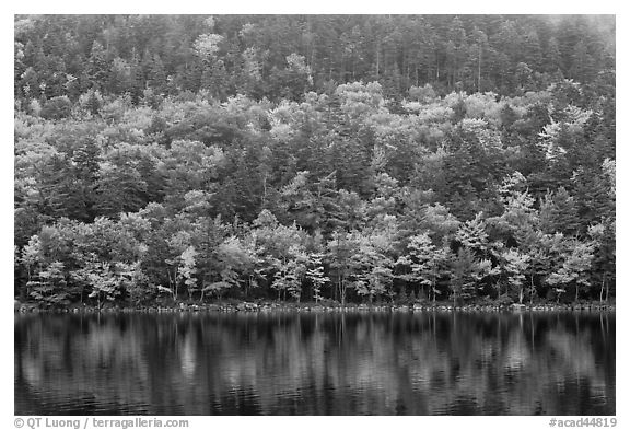 Hillside with trees in autumn colors and pond reflections. Acadia National Park (black and white)