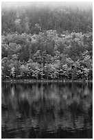 Hillside in autumn foliage mirrored in Jordan Pond. Acadia National Park ( black and white)