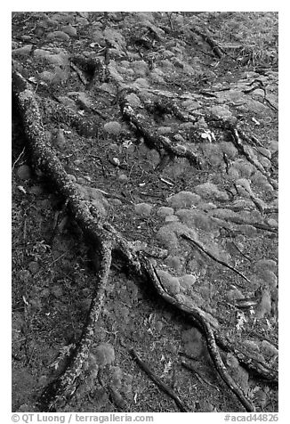 Roots and moss. Acadia National Park (black and white)