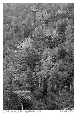 Trees in autumn colors on hillside. Acadia National Park (black and white)
