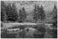 Pond and pine trees. Acadia National Park ( black and white)
