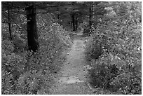 Trail in autumn on Jordan Pond shores. Acadia National Park, Maine, USA. (black and white)