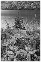 Ferns in autumn color, pine tree, and Jordan Pond. Acadia National Park ( black and white)