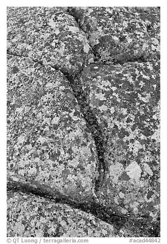 Granite slab with cracks and lichen, Mount Cadillac. Acadia National Park (black and white)