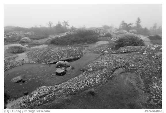 Water-filled holes in granite slabs and fog, Cadillac Mountain. Acadia National Park (black and white)