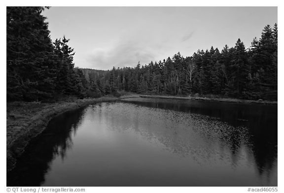 Pond and trees, Schoodic Peninsula. Acadia National Park (black and white)