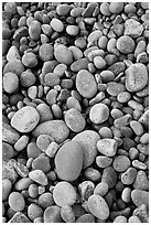 Close-up of smooth pebbles, Schoodic Peninsula. Acadia National Park, Maine, USA. (black and white)