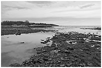 Seaweed and pebbles at low tide, Schoodic Peninsula. Acadia National Park, Maine, USA. (black and white)